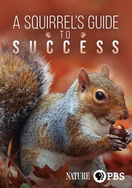 Постер A Squirrel's Guide to Success
